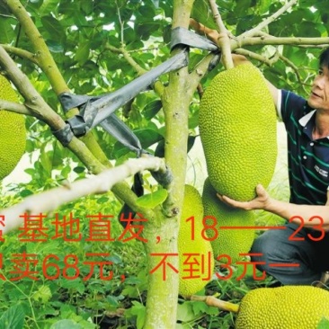 海南菠萝蜜上市优惠一件代发