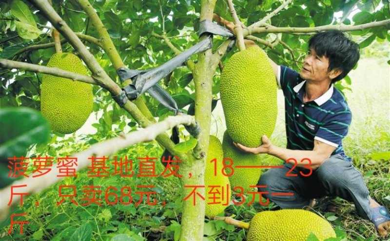 海南菠萝蜜上市优惠一件代发