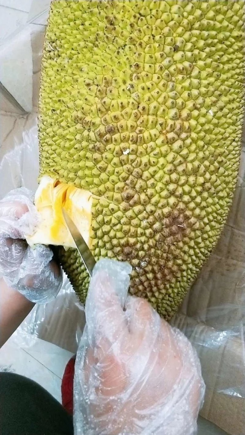海南菠萝蜜上市优惠一件代发