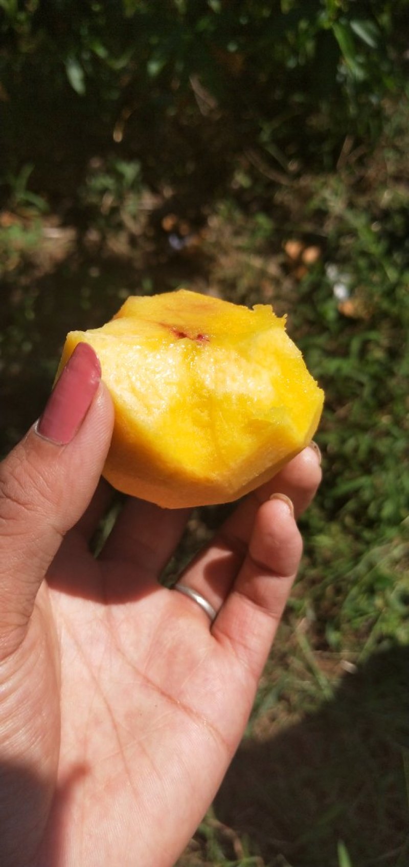 黄桃树苗