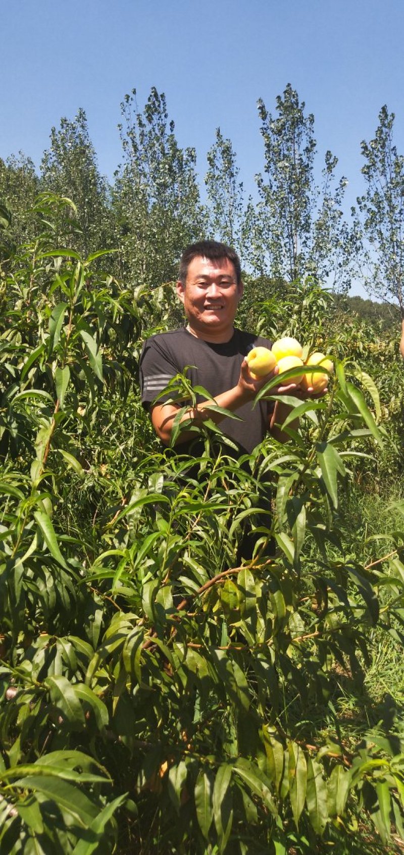 黄桃树苗
