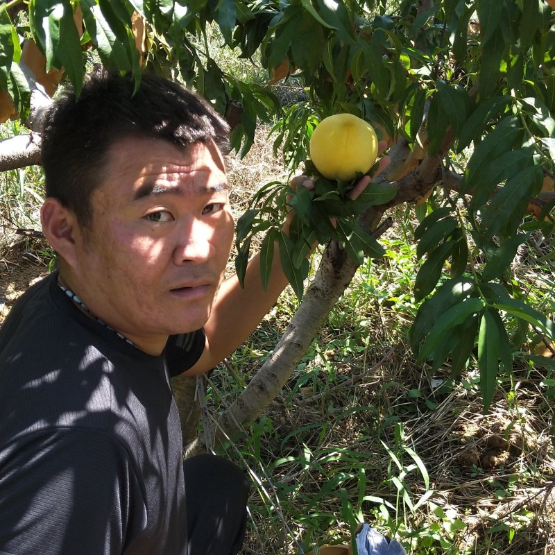 黄桃树苗