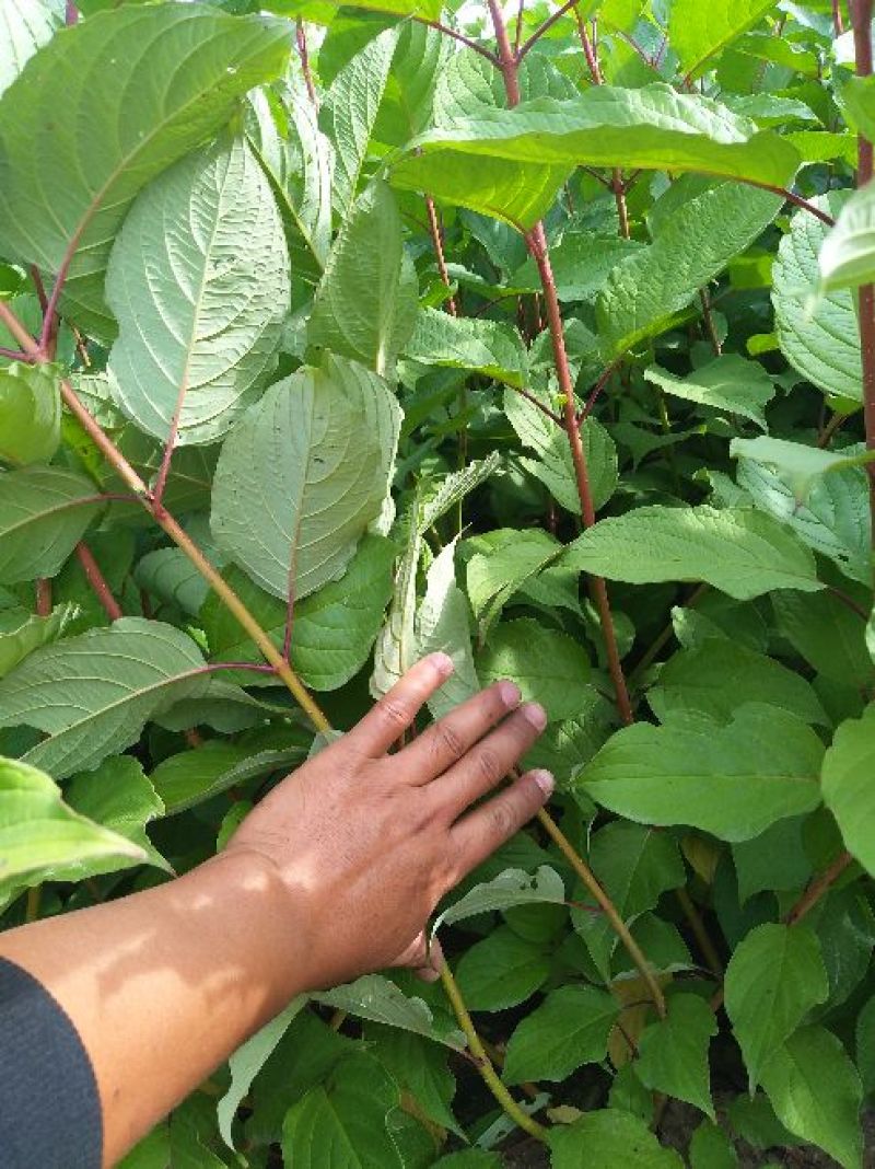 【精选】辽宁红瑞木苗圃直发存活率保障量大从优！