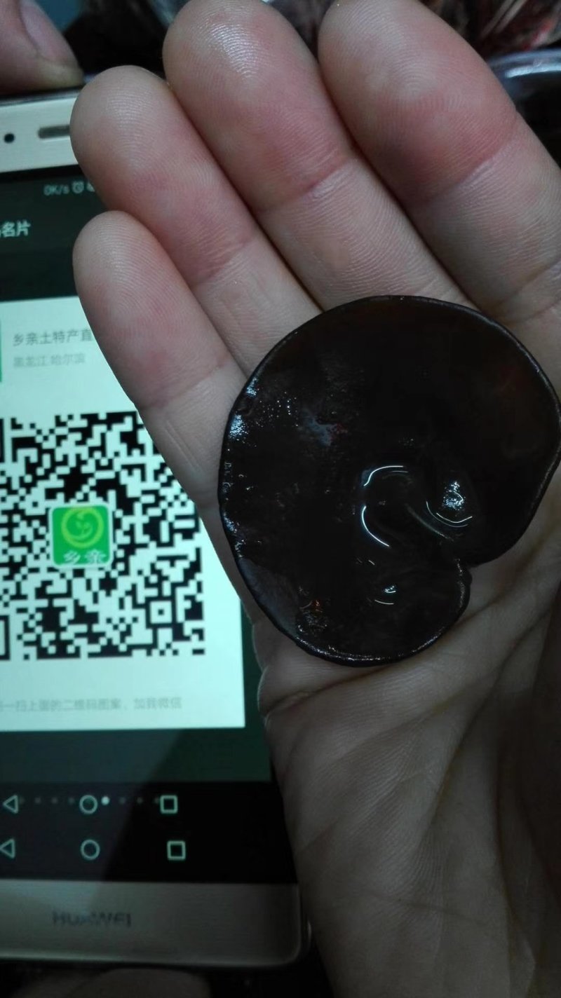 椴树秋碗耳