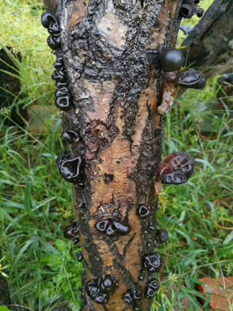 椴树秋碗耳
