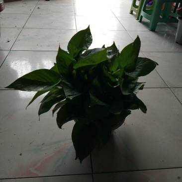 绿罗
