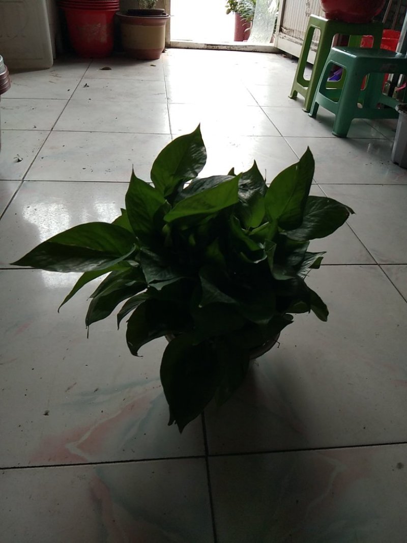 绿罗