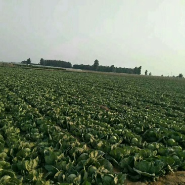 京丰，需要的联系，