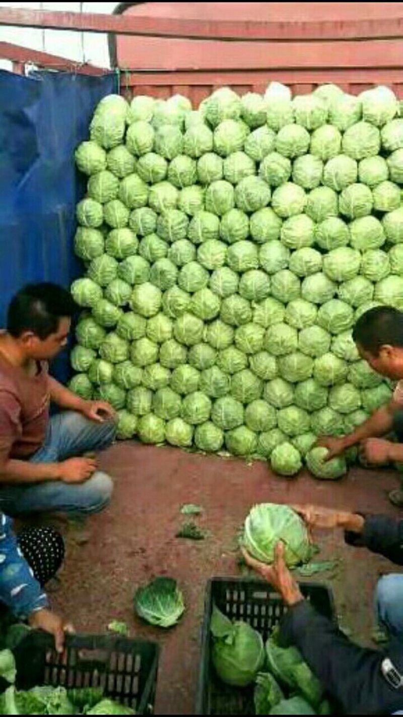 京丰，需要的联系，