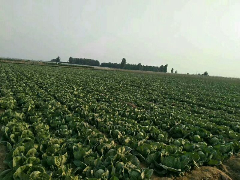 京丰，需要的联系，