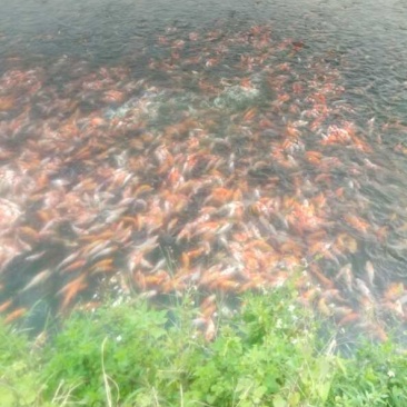 日本锦鲤