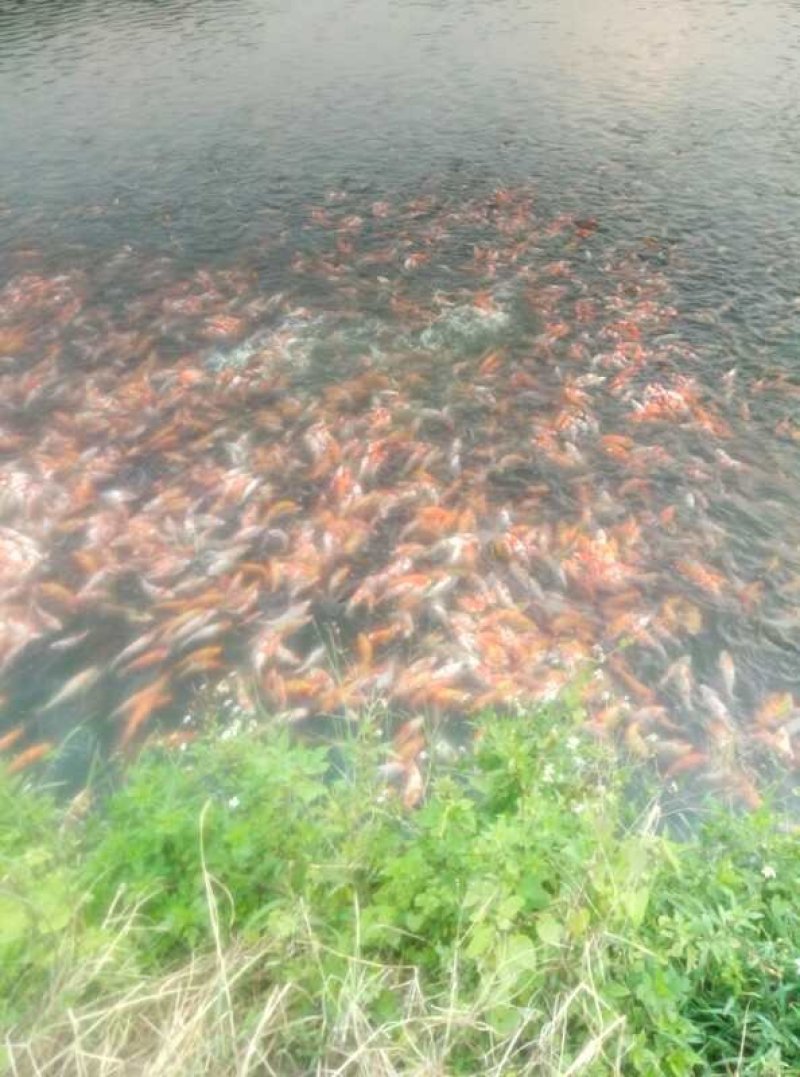 日本锦鲤