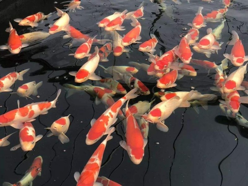 日本锦鲤