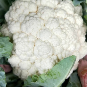 菜花