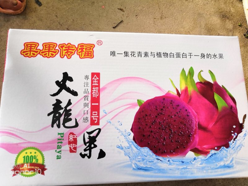 【专注于海南火龙果】海南火龙果果果传福金都一号红心火龙果