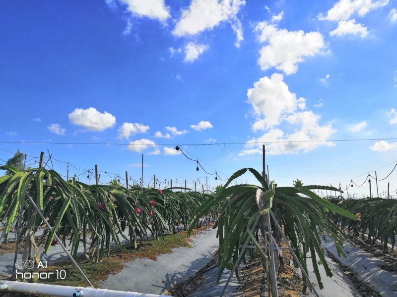 【专注于海南火龙果】海南火龙果果果传福金都一号红心火龙果