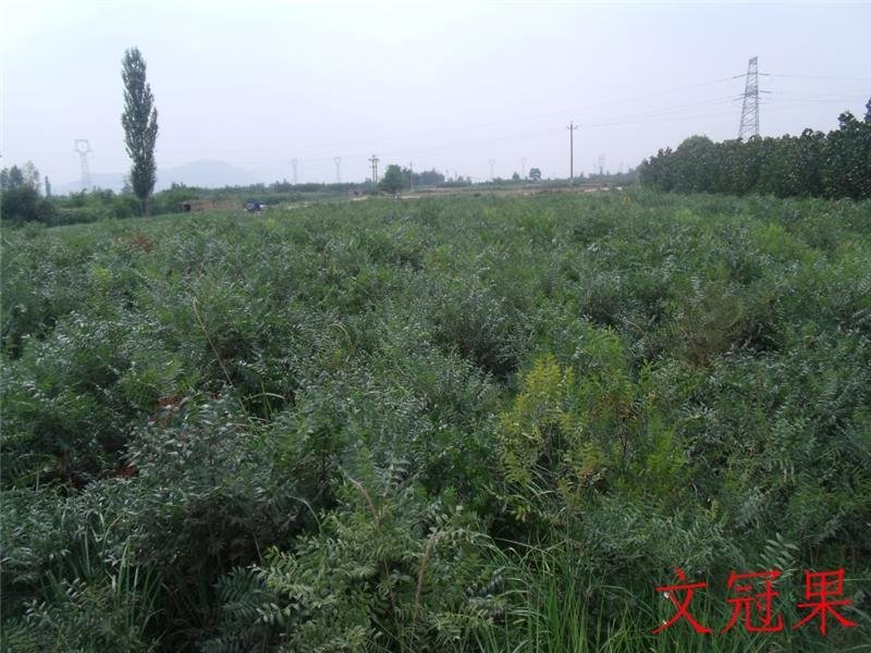文冠果树苗，
