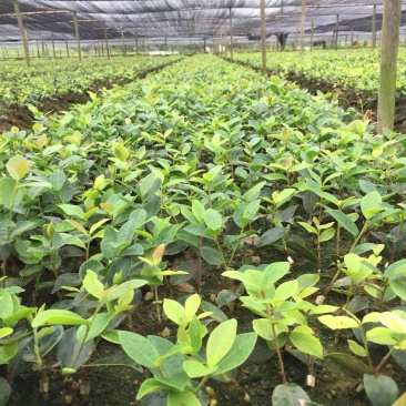 高产油茶苗，长林系