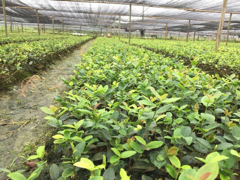 高产油茶苗，长林系