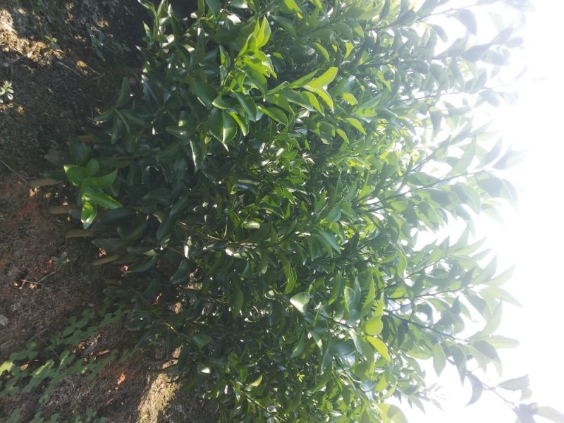 沃柑苗