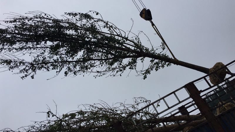 银杏树15公分