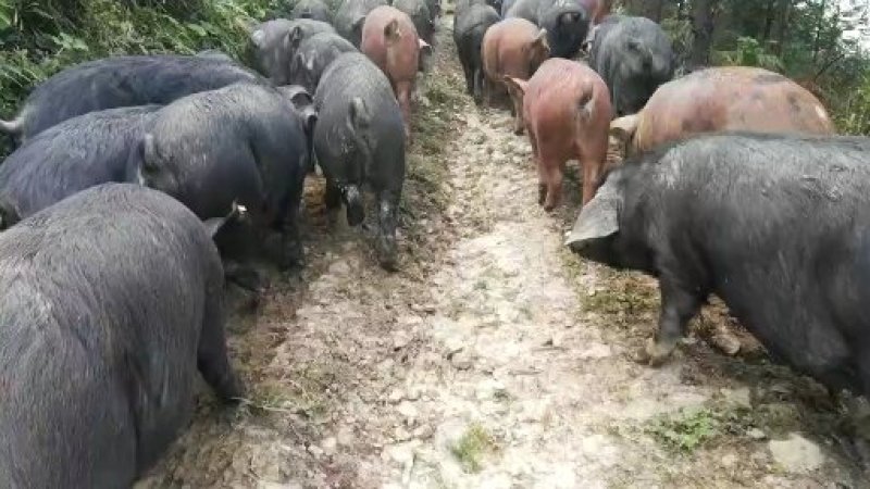 凉山乌金猪生态养殖基地，峨边彝人合作社。