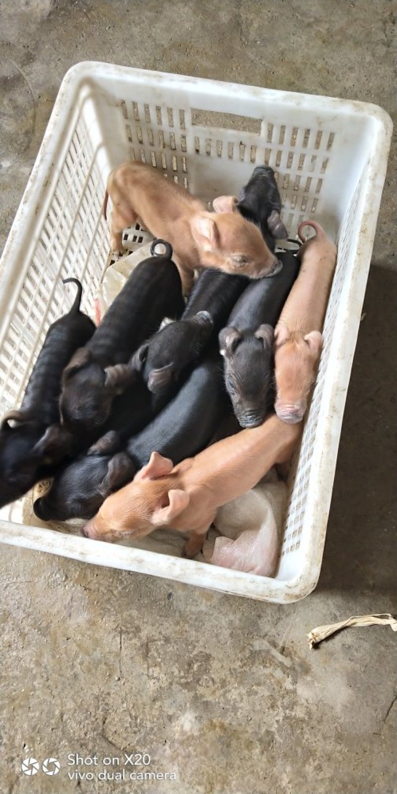 凉山乌金猪生态养殖基地，峨边彝人合作社。