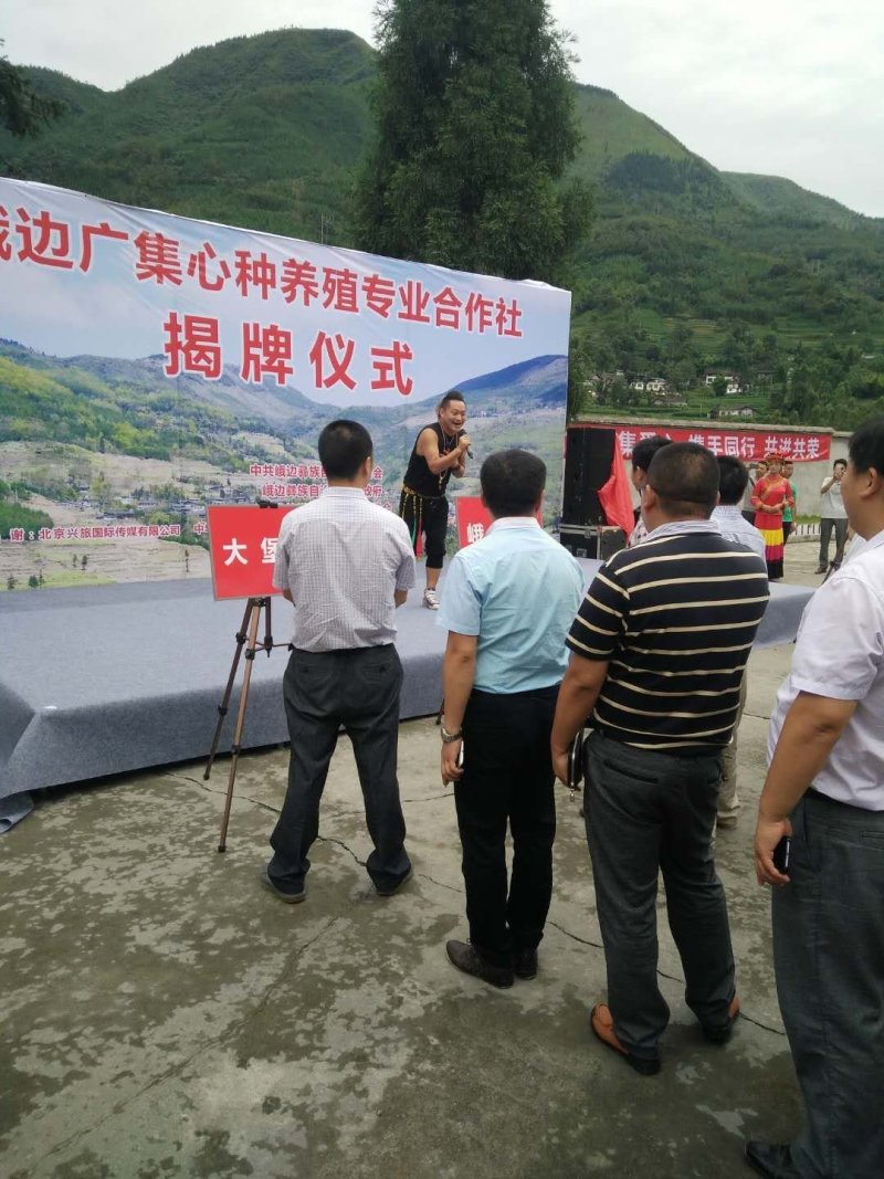 凉山乌金猪生态养殖基地，峨边彝人合作社。