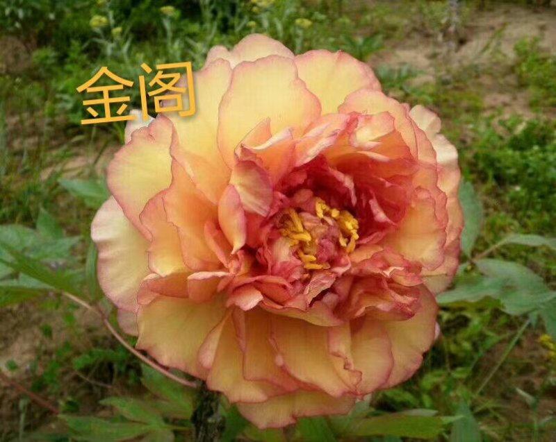 牡丹，观赏牡丹，真品重瓣，品种齐全，一手货源，量大从优，
