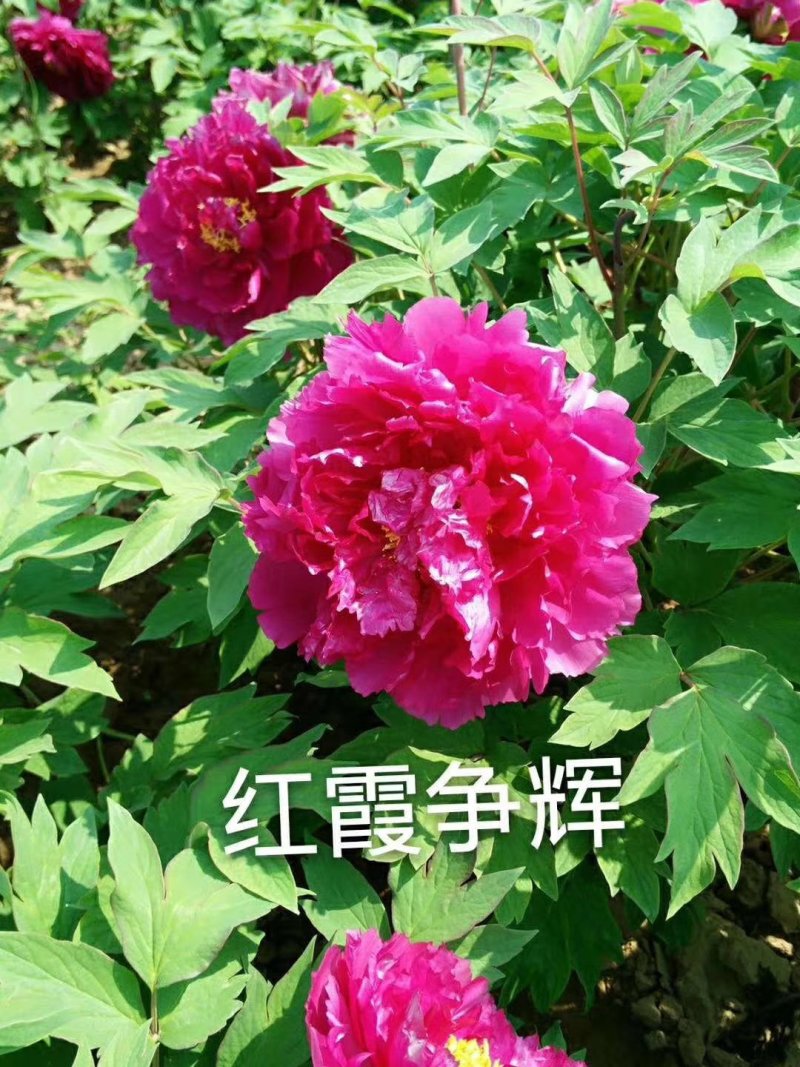 牡丹，观赏牡丹，真品重瓣，品种齐全，一手货源，量大从优，