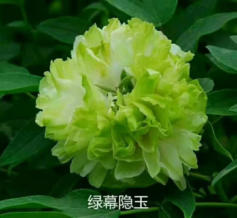 牡丹，观赏牡丹，真品重瓣，品种齐全，一手货源，量大从优，
