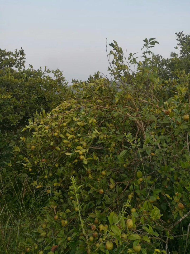 欢迎定购湖北随州大量油茶鲜果
