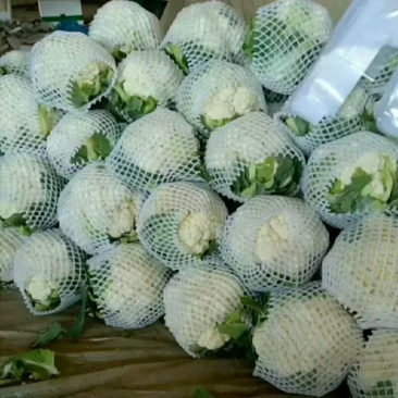精品菜花批发散花松花货量巨大日供10万斤