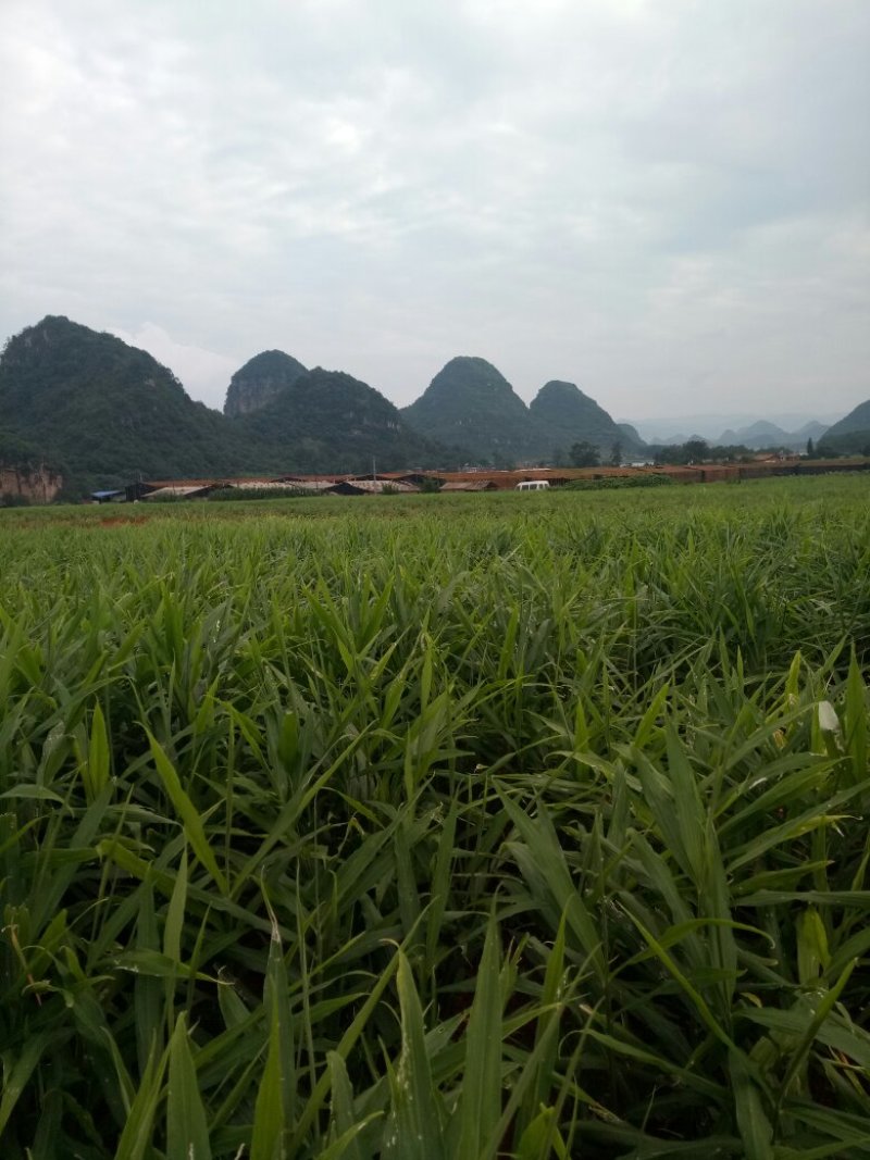 小黄姜