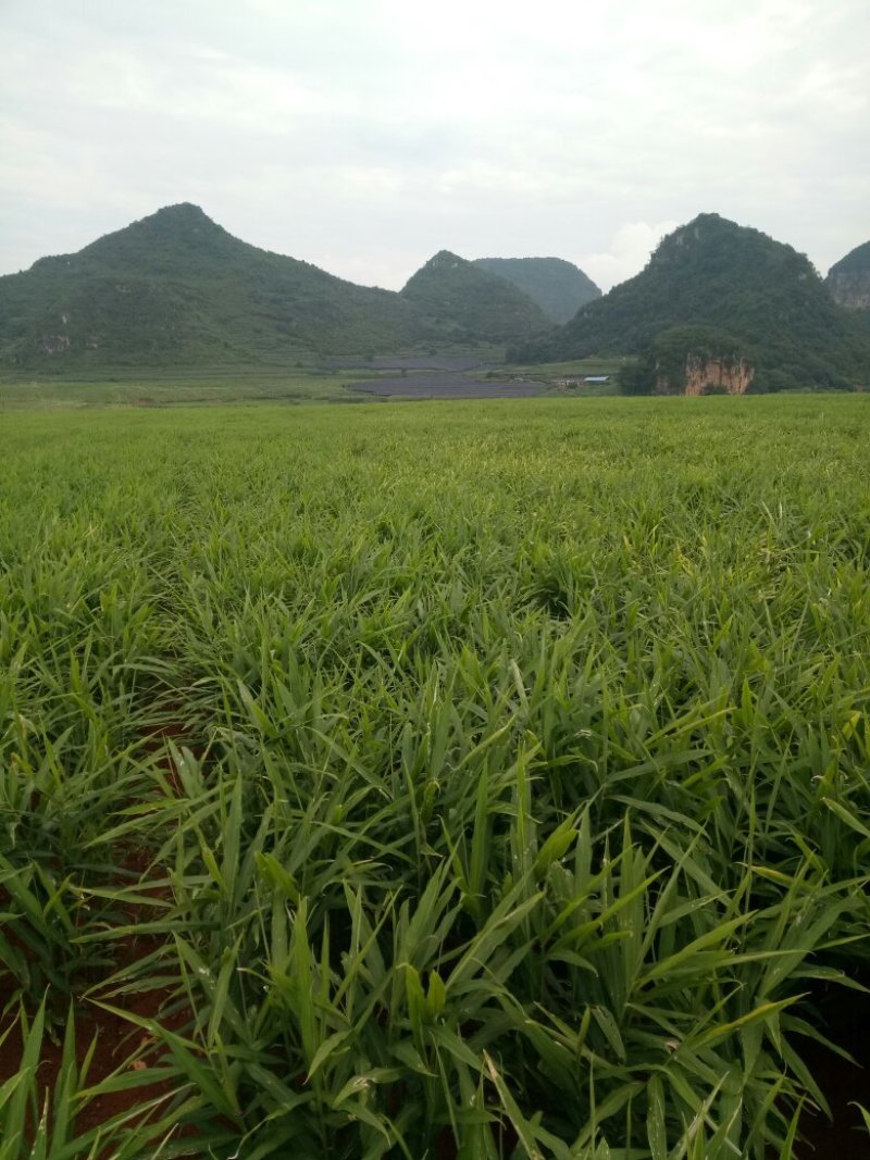 小黄姜