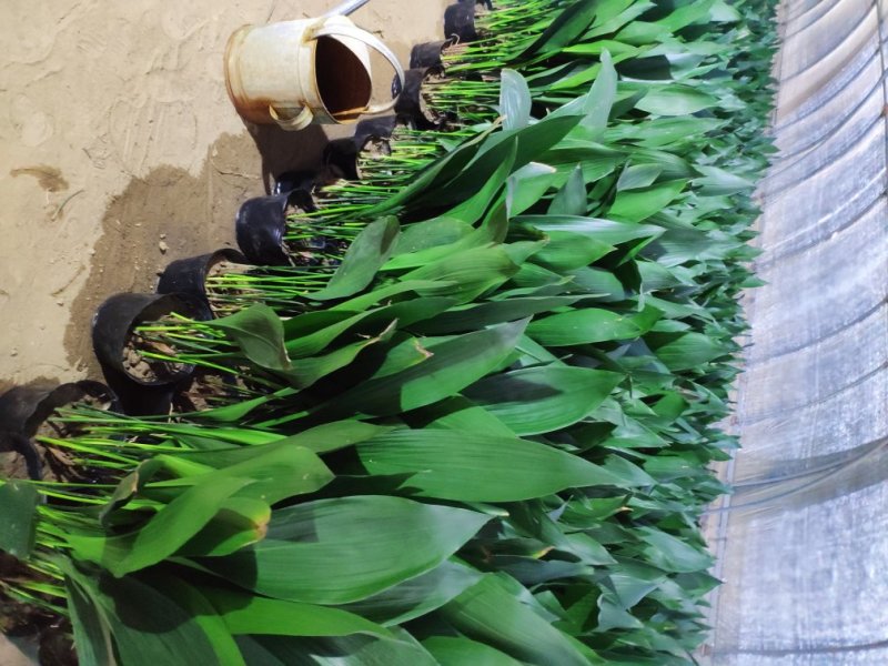 一叶兰观叶植物蜘蛛抱蛋绿植耐寒植物花卉市场热销
