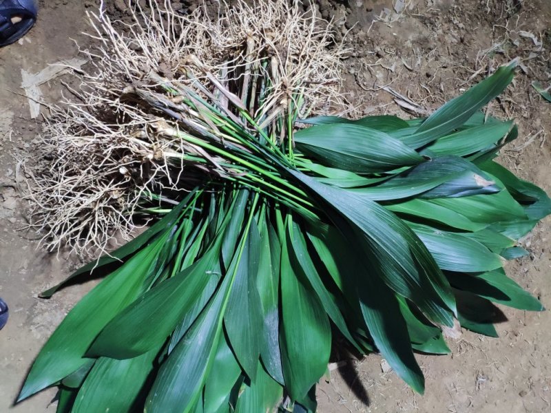 一叶兰观叶植物蜘蛛抱蛋绿植耐寒植物花卉市场热销