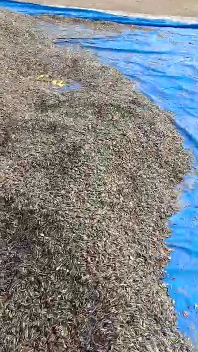 葵花籽