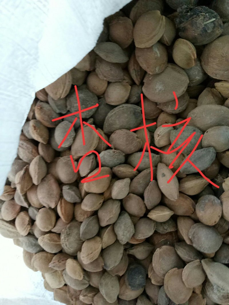 苦杏核大量产新，物美价廉