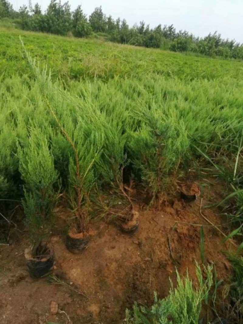 沙地柏苗沙地柏营养钵小苗30-80厘米高