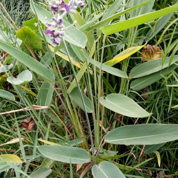 再力花水生植物池塘河道净化水质基地直发量大优惠