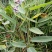 再力花水生植物池塘河道净化水质基地直发量大优惠
