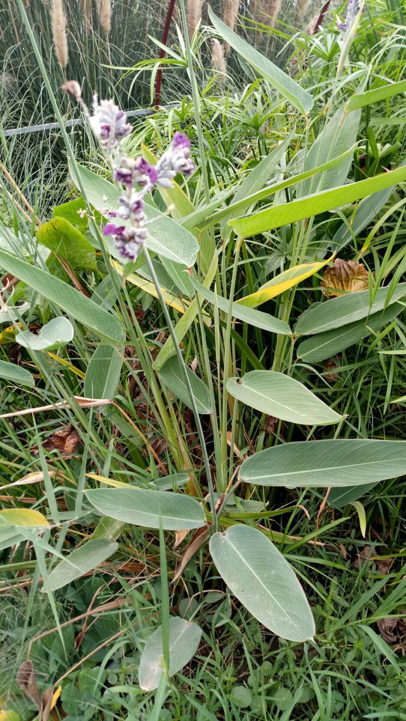 再力花水生植物池塘河道净化水质基地直发量大优惠