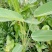 再力花水生植物池塘河道净化水质基地直发量大优惠