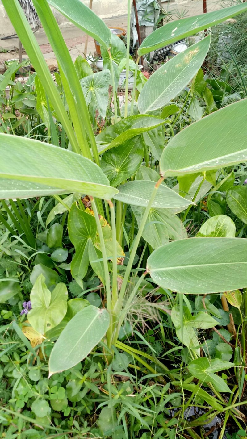 再力花水生植物池塘河道净化水质基地直发量大优惠