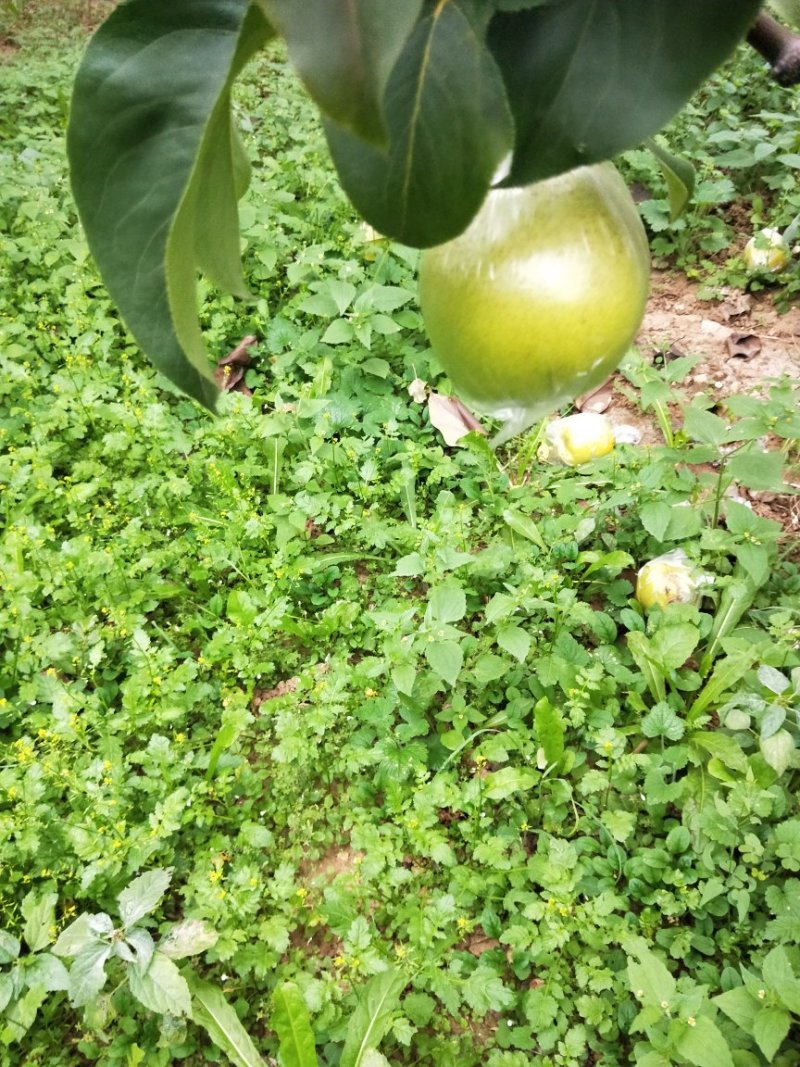 雪花梨