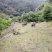 云南土香猪，黑猪生态园
