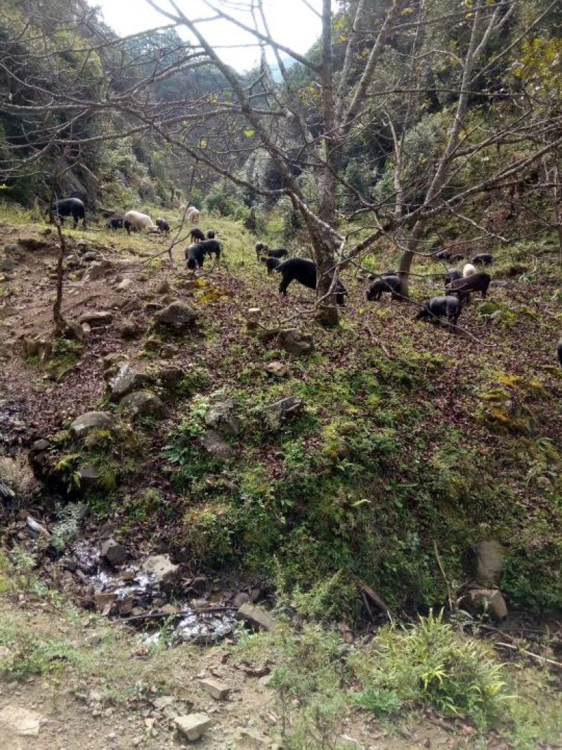 云南土香猪，黑猪生态园