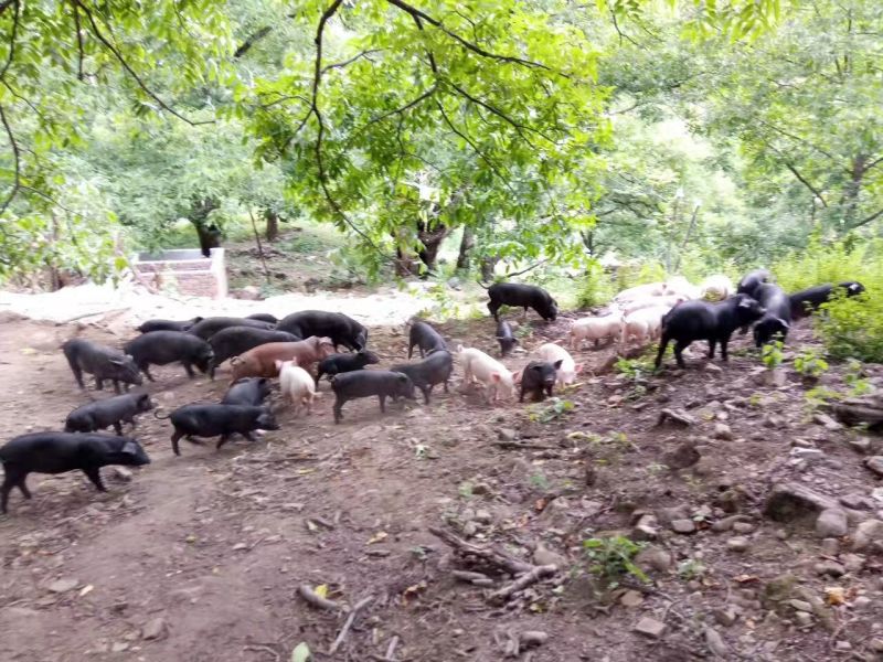 云南土香猪，黑猪生态园