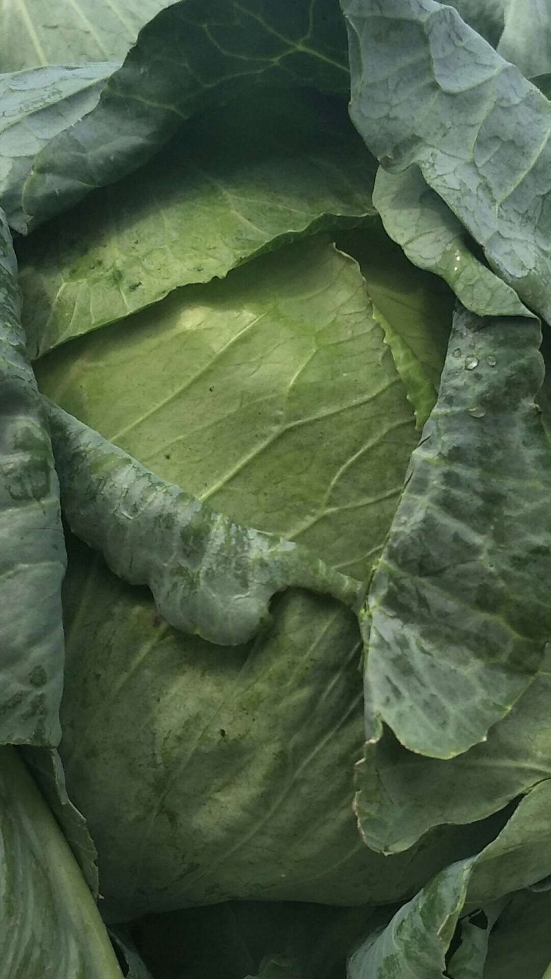 扁包菜